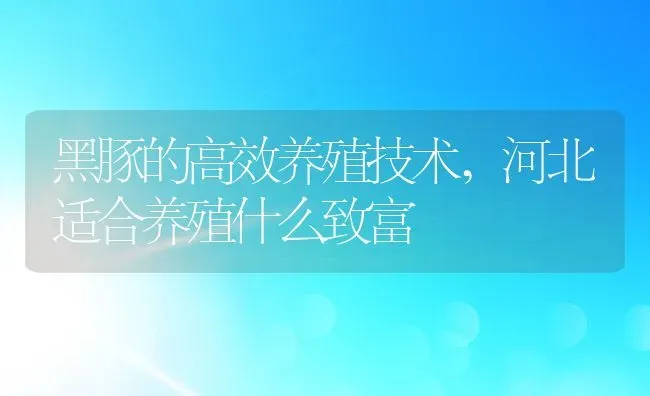 黑豚的高效养殖技术,河北适合养殖什么致富 | 养殖常见问题