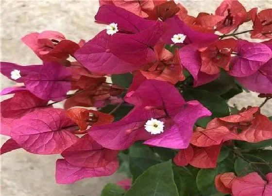 植物常识问题|三角梅夏天修剪后间隔多久才能再次修剪