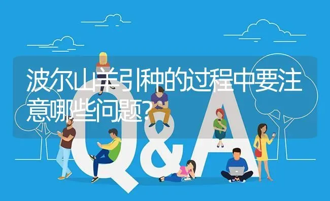波尔山羊引种的过程中要注意哪些问题? | 养殖问题解答