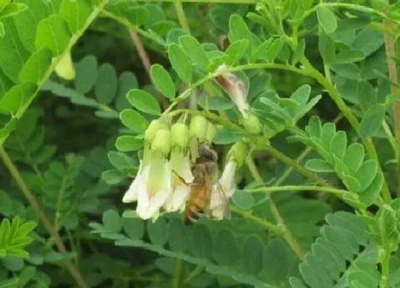 植物常识问题|黄芪的功效与作用及食用方法