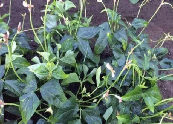 植物常识问题|豆角可以扦插种植吗（长豆角需要播种后育苗移栽吗）