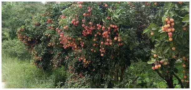 老荔枝树的嫁接种方法 | 三农答疑