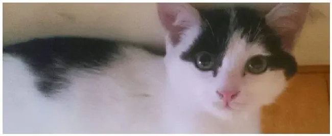 奶牛色的猫是什么品种 | 三农问答