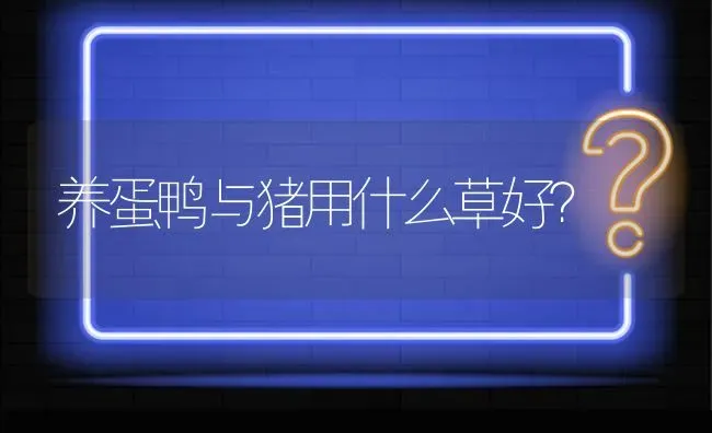 养蛋鸭与猪用什么草好? | 养殖问题解答