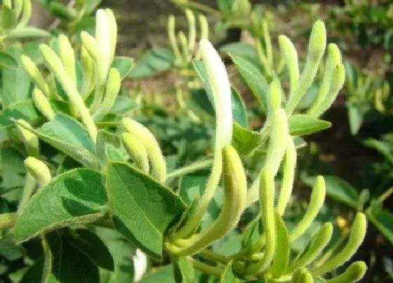 植物常识问题|金银花有毒吗