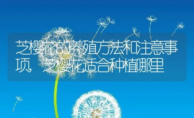 芝樱花的养殖方法和注意事项,芝樱花适合种植哪里 | 养殖常见问题