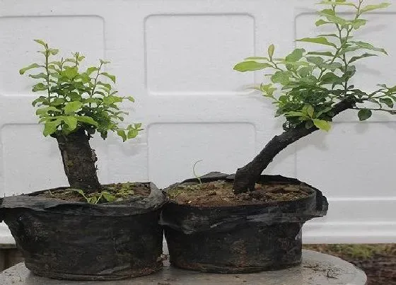 植物常识问题|金弹子怎么种植方法