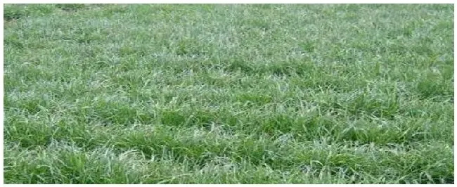黑麦草的种植注意事项 | 农业常识