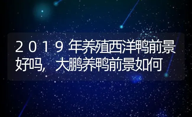 2019年养殖西洋鸭前景好吗,大鹏养鸭前景如何 | 养殖常见问题