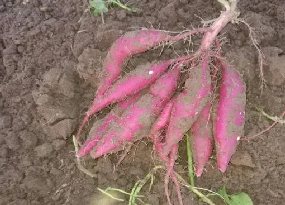 植物常识问题|自家种红薯不用肥料可以吗（栽种红薯用化肥和农家肥好）