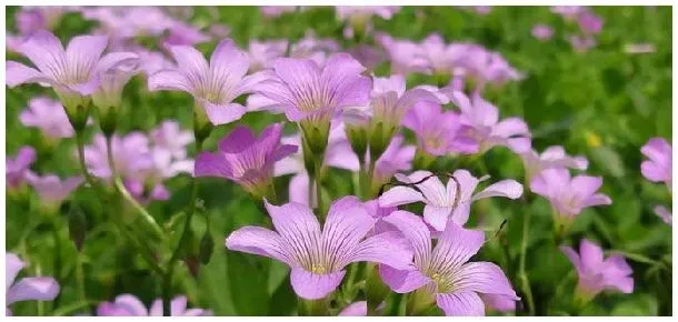 酢浆草种植时间 | 农业常识