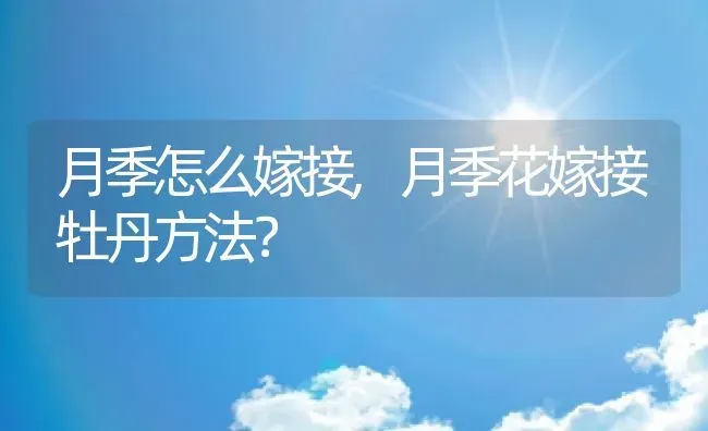月季怎么嫁接,月季花嫁接牡丹方法？ | 养殖常见问题