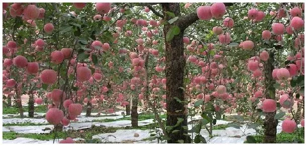 果树从开花到结果的步骤 | 生活常识