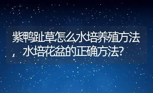 紫鸭趾草怎么水培养殖方法,水培花盆的正确方法？ | 养殖常见问题