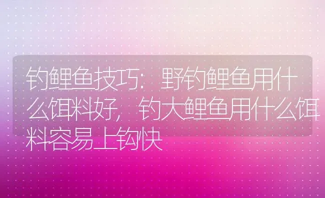 钓鲤鱼技巧:野钓鲤鱼用什么饵料好,钓大鲤鱼用什么饵料容易上钩快 | 养殖常见问题