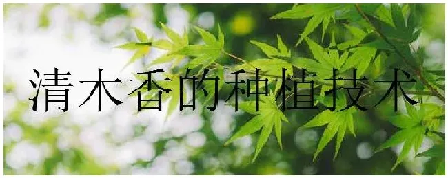 清木香的种植技术 | 农业答疑