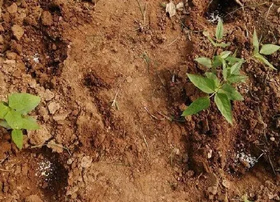 植物常识问题|豆角可以扦插种植吗（长豆角需要播种后育苗移栽吗）