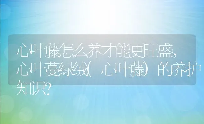 心叶藤怎么养才能更旺盛,心叶蔓绿绒(心叶藤)的养护知识？ | 养殖常见问题