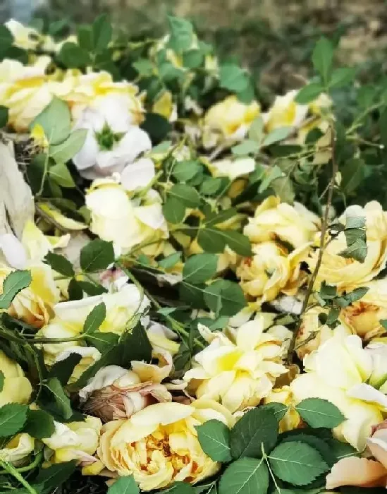 植物常识问题|地栽月季施什么肥料最好（地栽月季花施肥开花多的技巧）