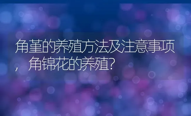 角堇的养殖方法及注意事项,角锦花的养殖？ | 养殖常见问题