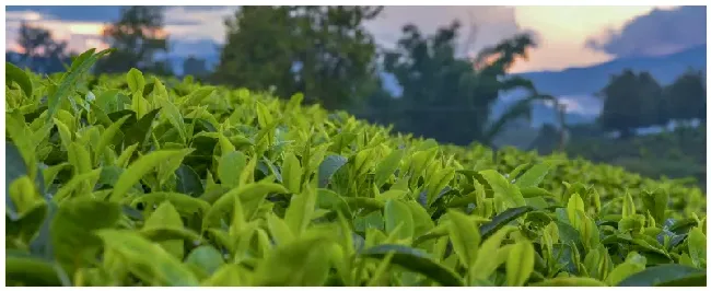 有机绿茶是什么茶 | 生活常识