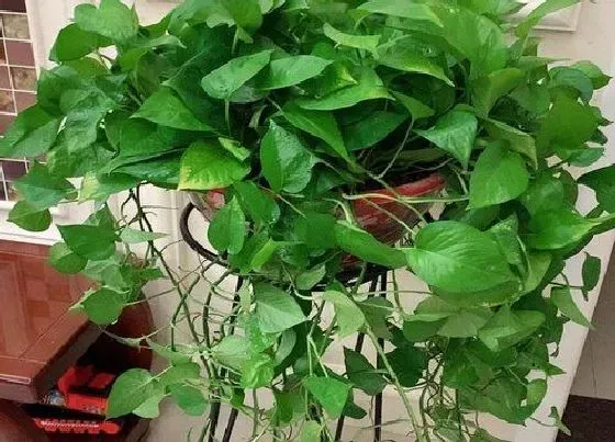 植物常识问题|绿萝能放在卧室吗 卧室养绿萝无害有好处