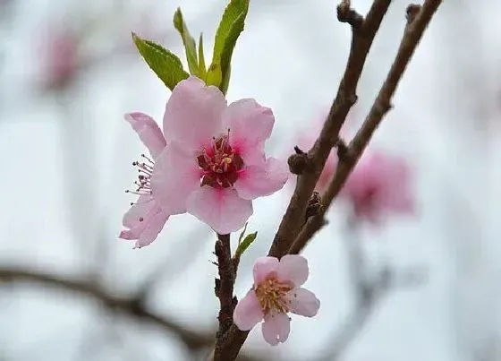 植物常识问题|桃花长什么样子