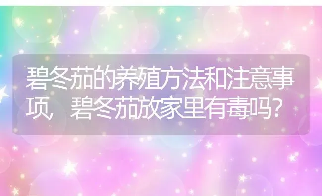 碧冬茄的养殖方法和注意事项,碧冬茄放家里有毒吗？ | 养殖常见问题