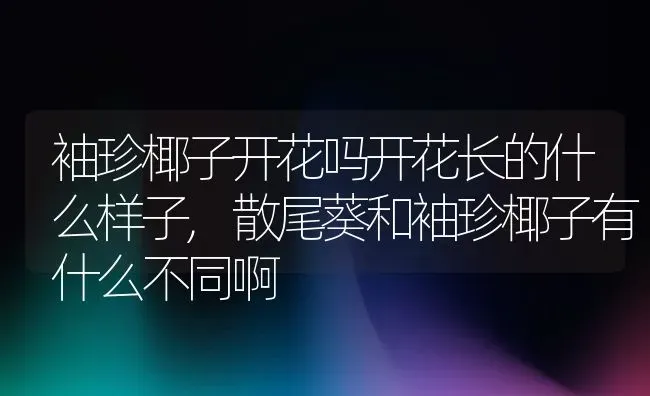 袖珍椰子开花吗开花长的什么样子,散尾葵和袖珍椰子有什么不同啊 | 养殖常见问题