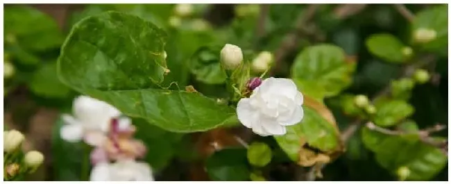 茉莉花怎么施肥 | 科普知识