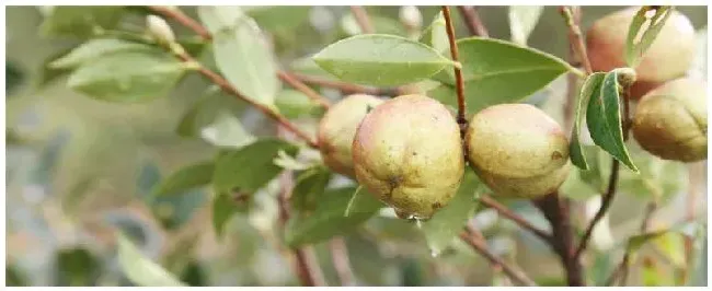 油茶树几年可以挂果 | 农业问题