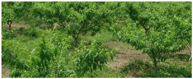 鱼蛋白叶面肥对植物的作用 | 农业常识