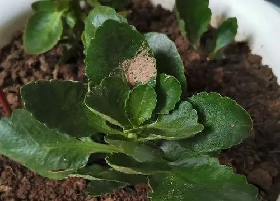 植物常识问题|夏天如何扦插长寿花养成壮苗