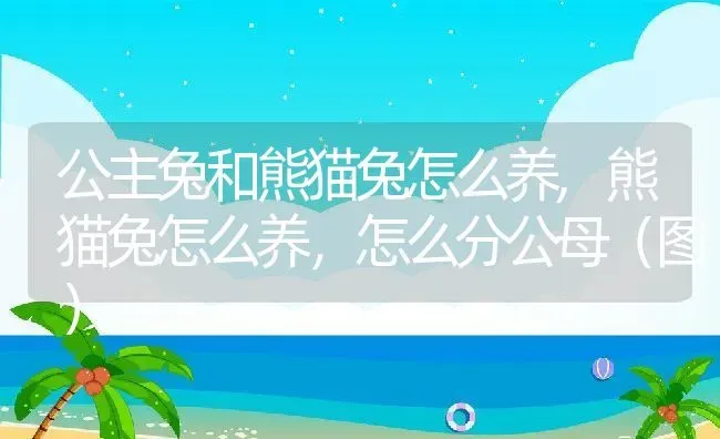 公主兔和熊猫兔怎么养,熊猫兔怎么养，怎么分公母（图） | 养殖常见问题