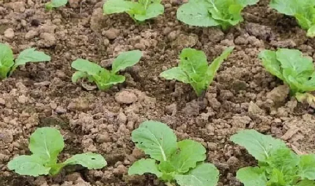 植物常识问题|九月份种大白菜晚不晚（立秋后9月中旬种白菜晚吗）