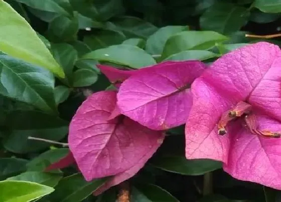 植物常识问题|三角梅花苞花朵越开越多是如何养护的