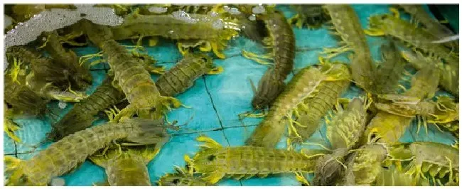 皮皮虾什么季节最肥 | 农业答疑