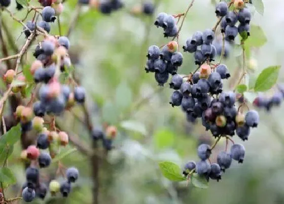 植物常识问题|夏季蓝莓叶片发红的原因