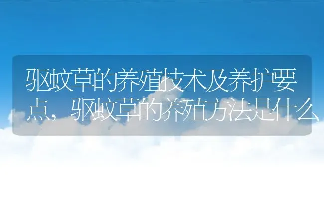 驱蚊草的养殖技术及养护要点,驱蚊草的养殖方法是什么 | 养殖常见问题