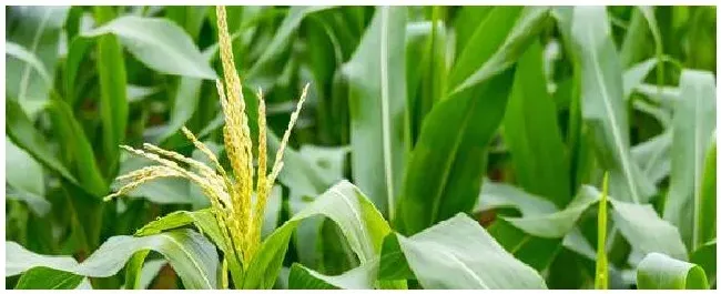 nk718玉米新品种介绍 | 科普知识