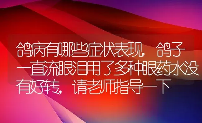 鸽病有哪些症状表现,鸽子一直流眼泪用了多种眼药水没有好转，请老师指导一下 | 养殖常见问题