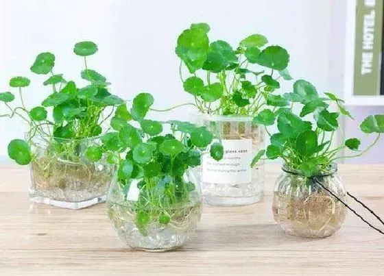 植物常识问题|属蛇的幸运植物和花草 属蛇种什么植物运气好