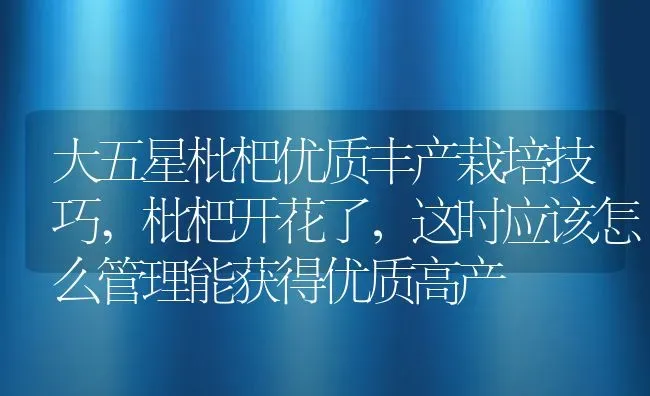 大五星枇杷优质丰产栽培技巧,枇杷开花了，这时应该怎么管理能获得优质高产 | 养殖常见问题