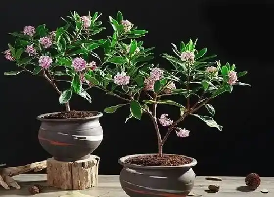 植物常识问题|瑞香如何养护好根部