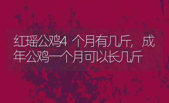 红瑶公鸡4个月有几斤,成年公鸡一个月可以长几斤 | 养殖常见问题