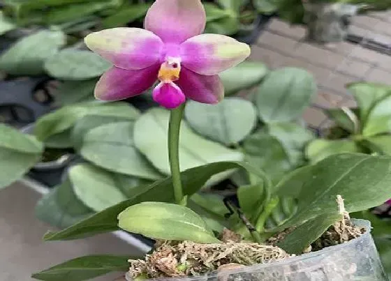 植物常识问题|蝴蝶兰长出花苞后能提前开花的方法