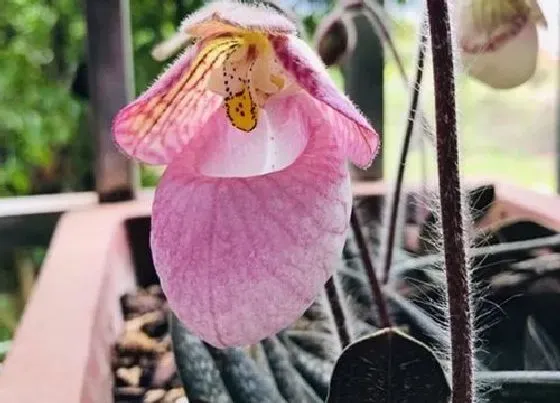 植物常识问题|10月如何养护兜兰越长越旺