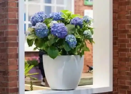 植物常识问题|绣球花为什么不开花