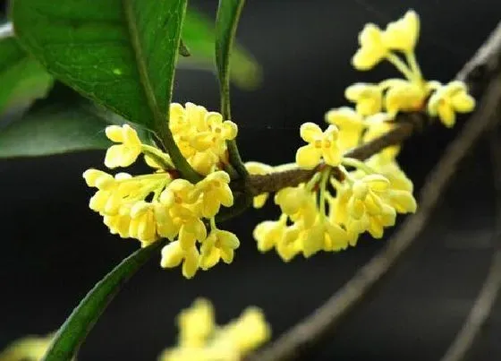 植物常识问题|桂花是什么季节开的花 桂花开花是什么颜色