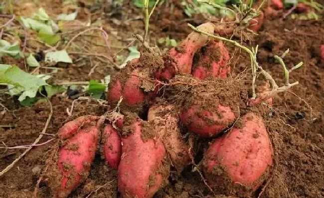 植物常识问题|自家种红薯不用肥料可以吗（栽种红薯用化肥和农家肥好）